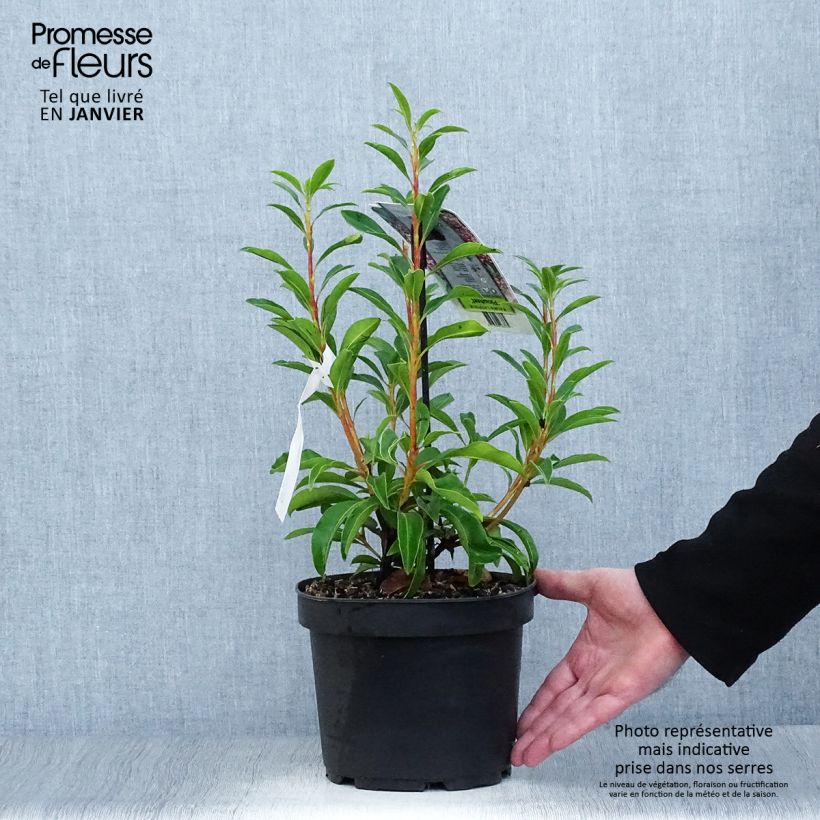 Kalmia latifolia Pinwheel - Alloro di montagna Vaso da 3L/4L esemplare consegnato in inverno