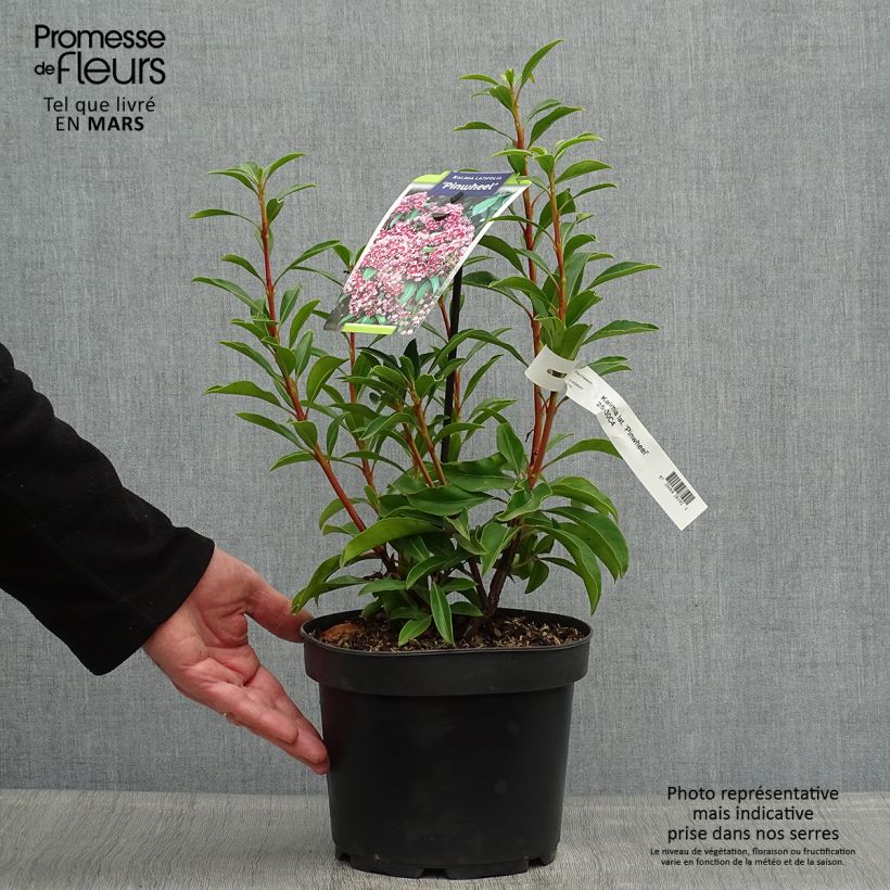 Kalmia latifolia Pinwheel - Alloro di montagna Vaso da 3L/4L esemplare consegnato in primavera