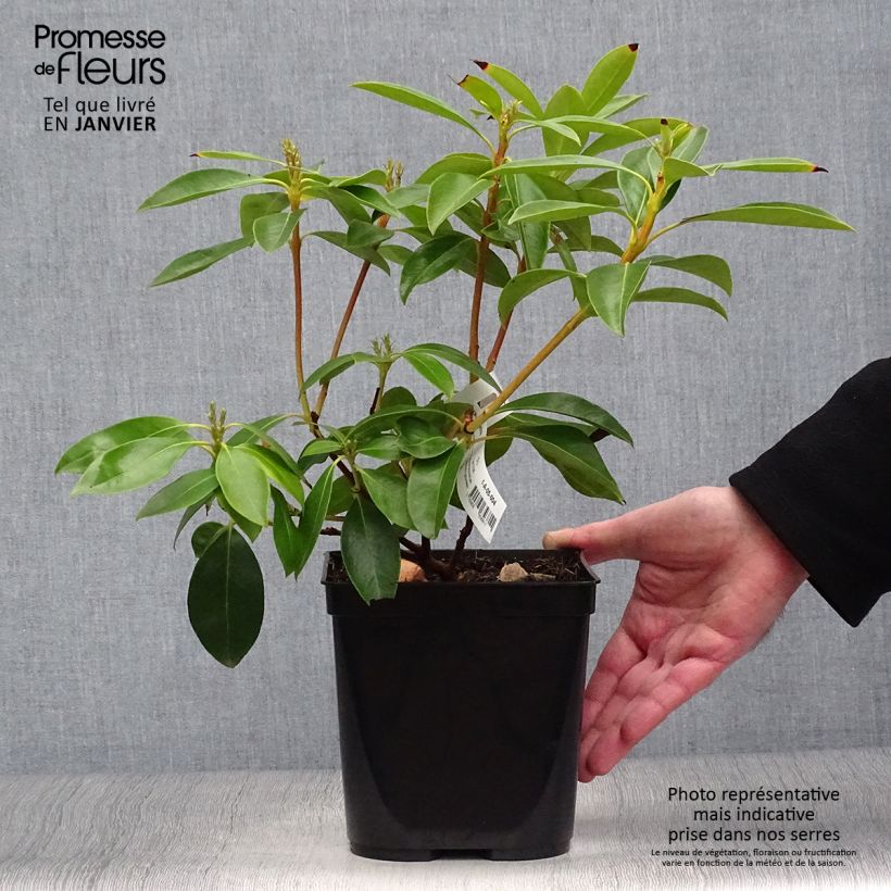 Kalmia latifolia Tad - Alloro di montagna Vaso da 3L/4L esemplare consegnato in inverno