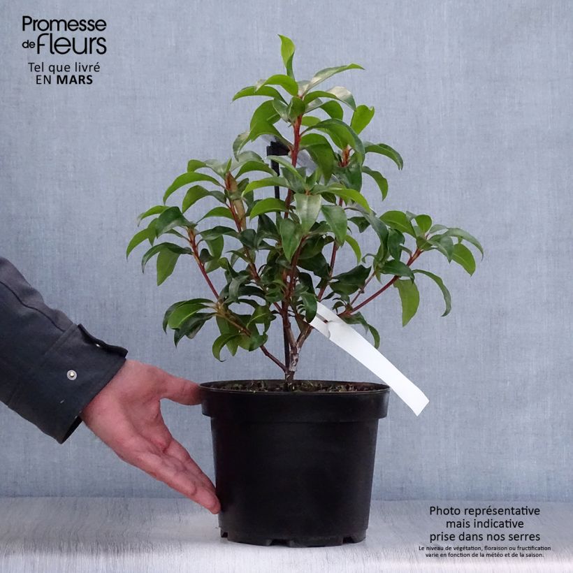 Kalmia latifolia Zebulon - Alloro di montagna Vaso da 3L/4L esemplare consegnato in primavera