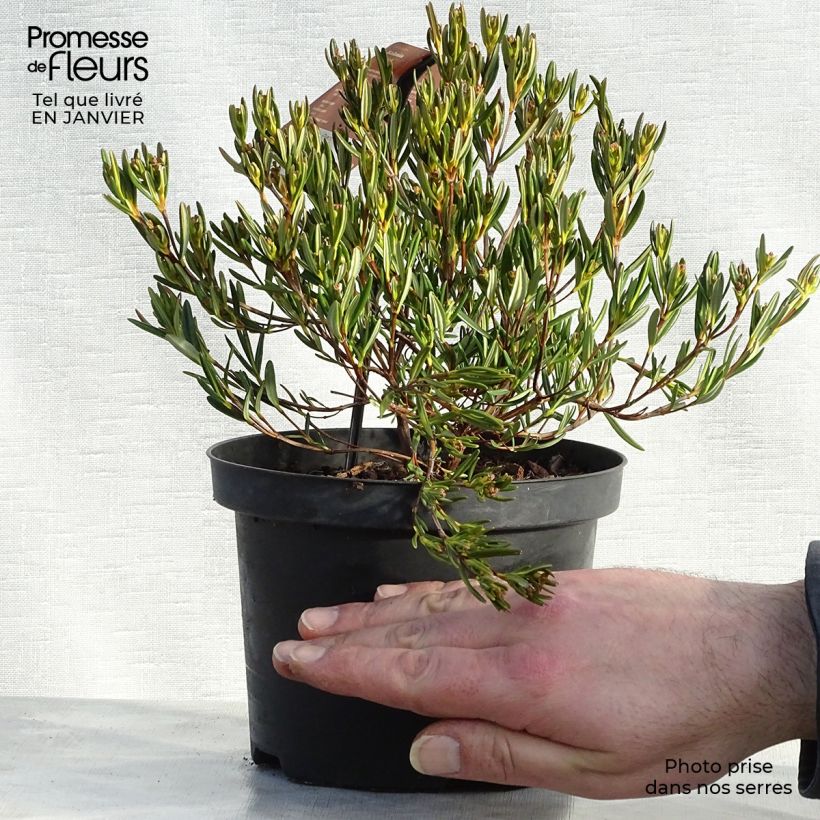 Kalmia polifolia Vaso da 2L/3L esemplare consegnato in inverno