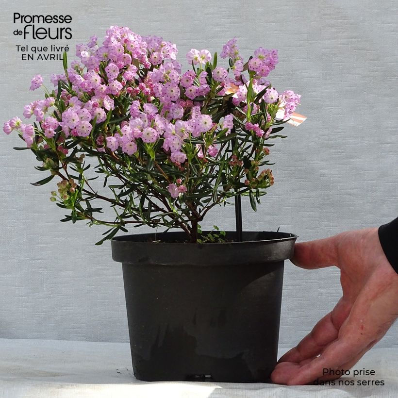 Kalmia polifolia Vaso da 2L/3L esemplare consegnato in primavera