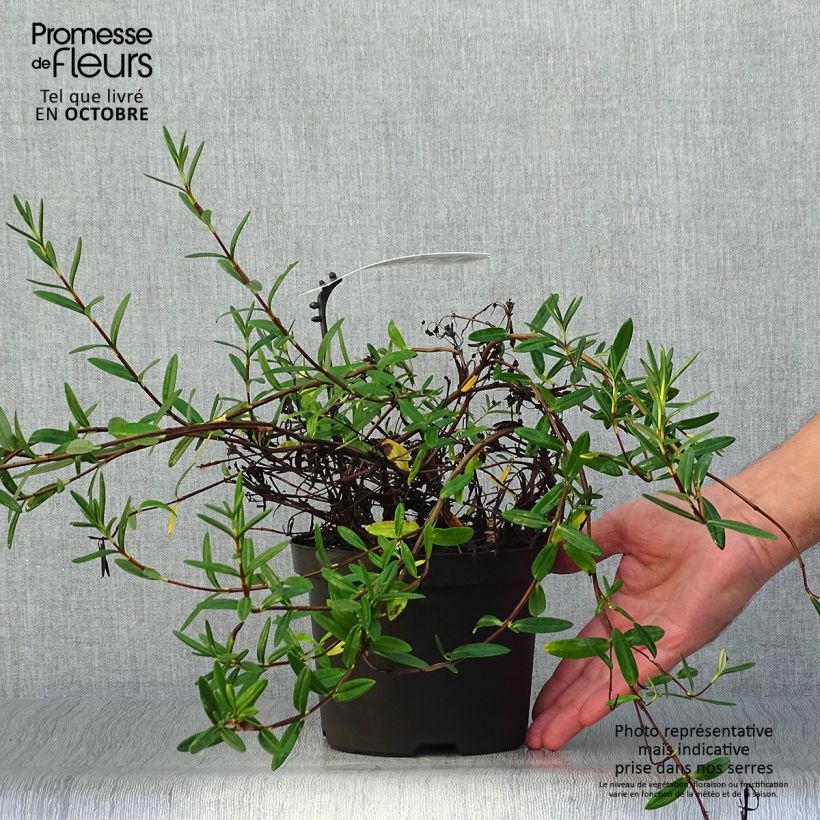 Esemplare di Kalmia polifolia Vaso da 2L/3L come consegnato in autunno