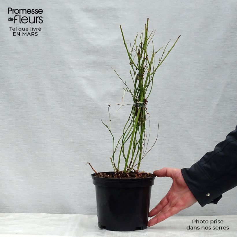 Kerria japonica Golden Guinea Vaso da 2L/3L esemplare consegnato in primavera