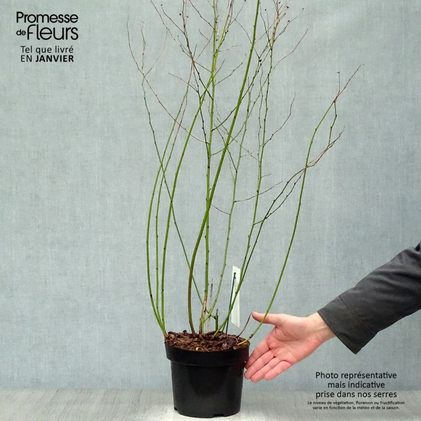 Kerria japonica Golden Guinea Vaso da 2L/3L esemplare consegnato in inverno