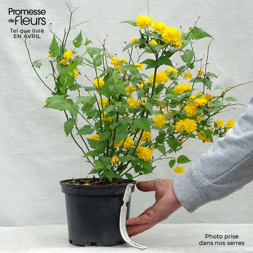 Kerria japonica Pleniflora Vaso da 2L/3L esemplare consegnato in primavera
