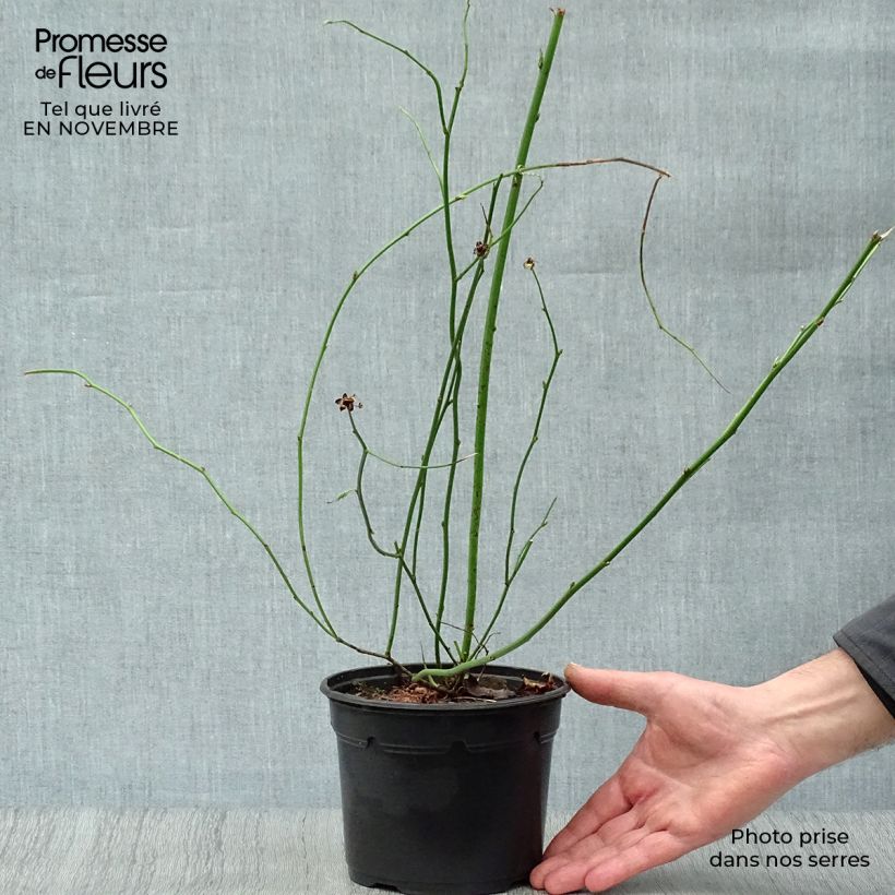 Esemplare di Kerria japonica Pleniflora Vaso da 2L/3L come consegnato in autunno