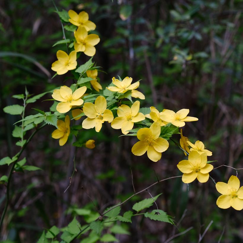 Kerria japonica (Fioritura)