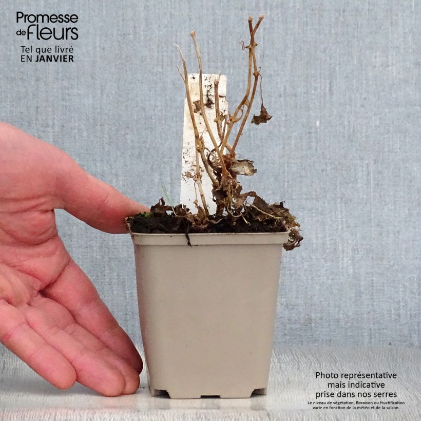 Kirengeshoma palmata Vasetto da 8/9 cm esemplare consegnato in inverno