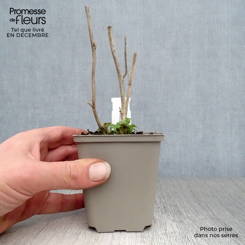 Kitaibelia vitifolia Vasetto da 8/9 cm esemplare consegnato in inverno