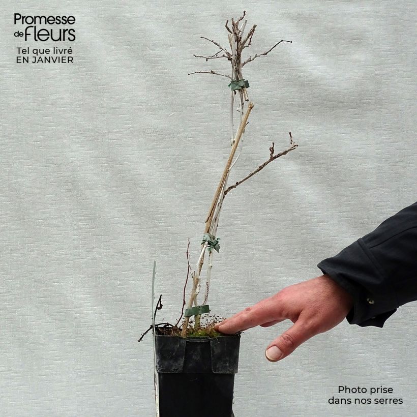 Mini kiwi Actinidia arguta Geneva (femmina) Vaso da 1,5L/2L esemplare consegnato in inverno