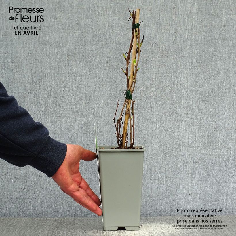 Mini kiwi Actinidia arguta Ambrosia (Feminna) Vaso da 1,5L/2L esemplare consegnato in primavera