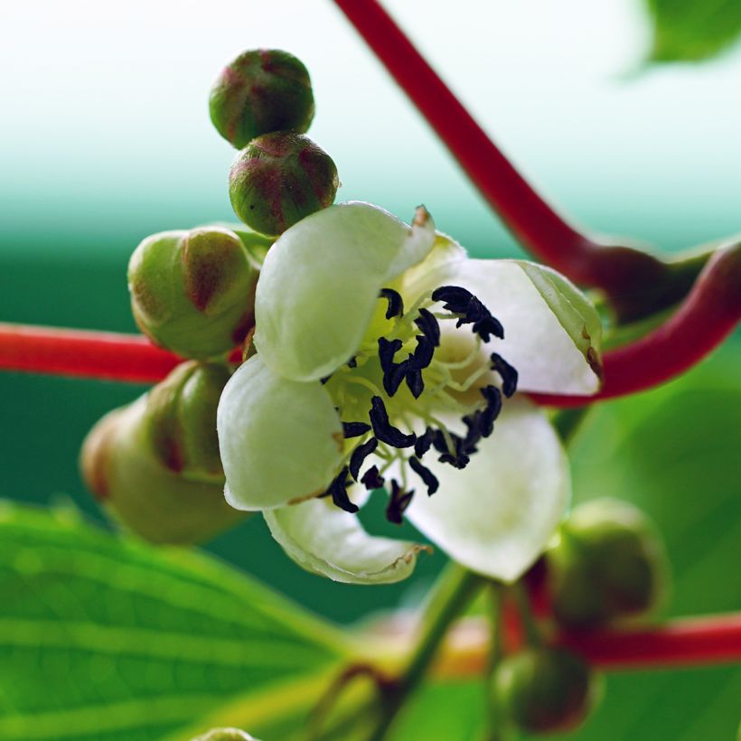 Mini kiwi Actinidia arguta Prince Jumbo  (maschio) (Fioritura)
