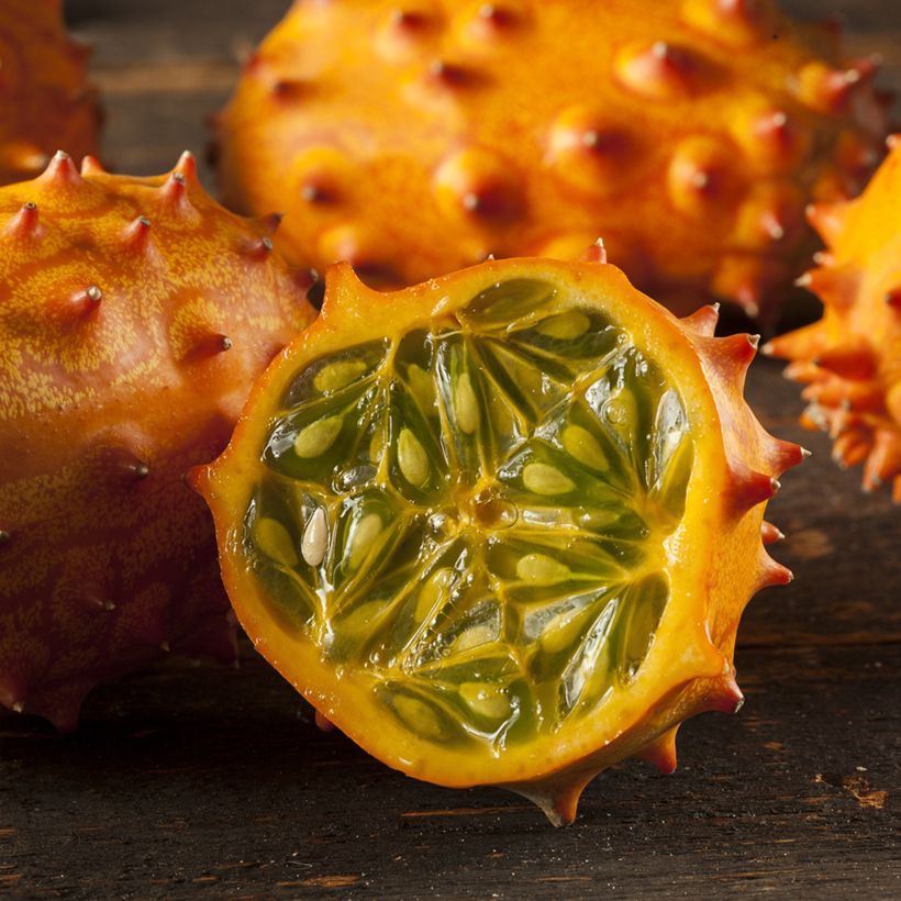 Cucumis metuliferus Bio - Ferme de Sainte Marthe - Kiwano (Raccolta)