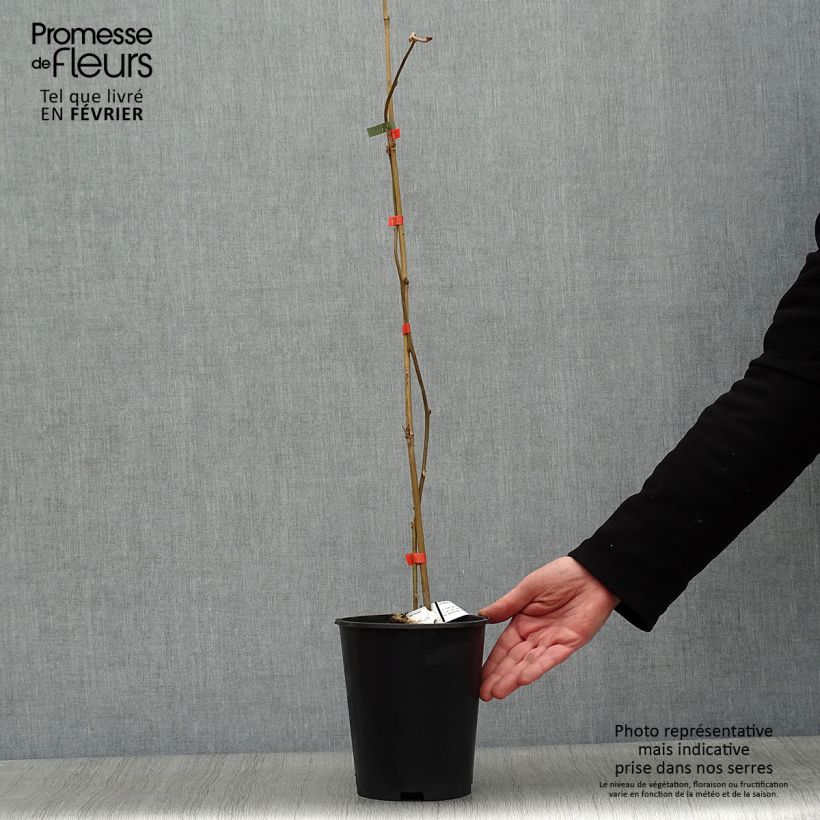 Kiwi Actinidia deliciosa Kiwi Wonder Vaso da 3L/4L esemplare consegnato in inverno