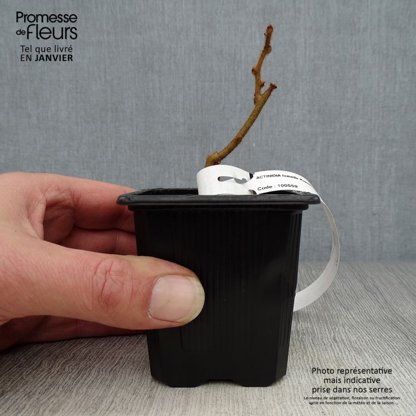 Kiwi Actinidia deliciosa Kiwidoo (feminna) Vasetto da 8/9 cm esemplare consegnato in inverno