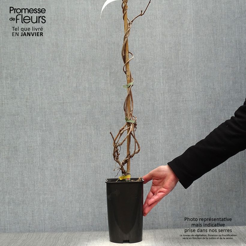 Kiwi Actinidia deliciosa Kiwidoo (feminna) Vaso da 2L/3L esemplare consegnato in inverno