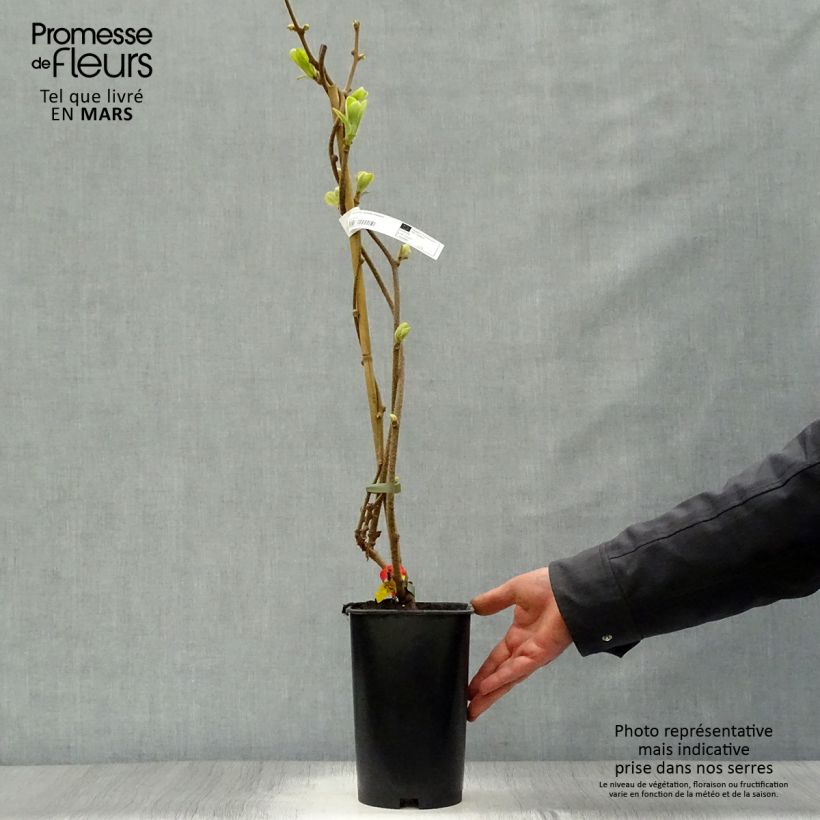 Kiwi Actinidia deliciosa Kiwidoo (feminna) Vaso da 2L/3L esemplare consegnato in primavera
