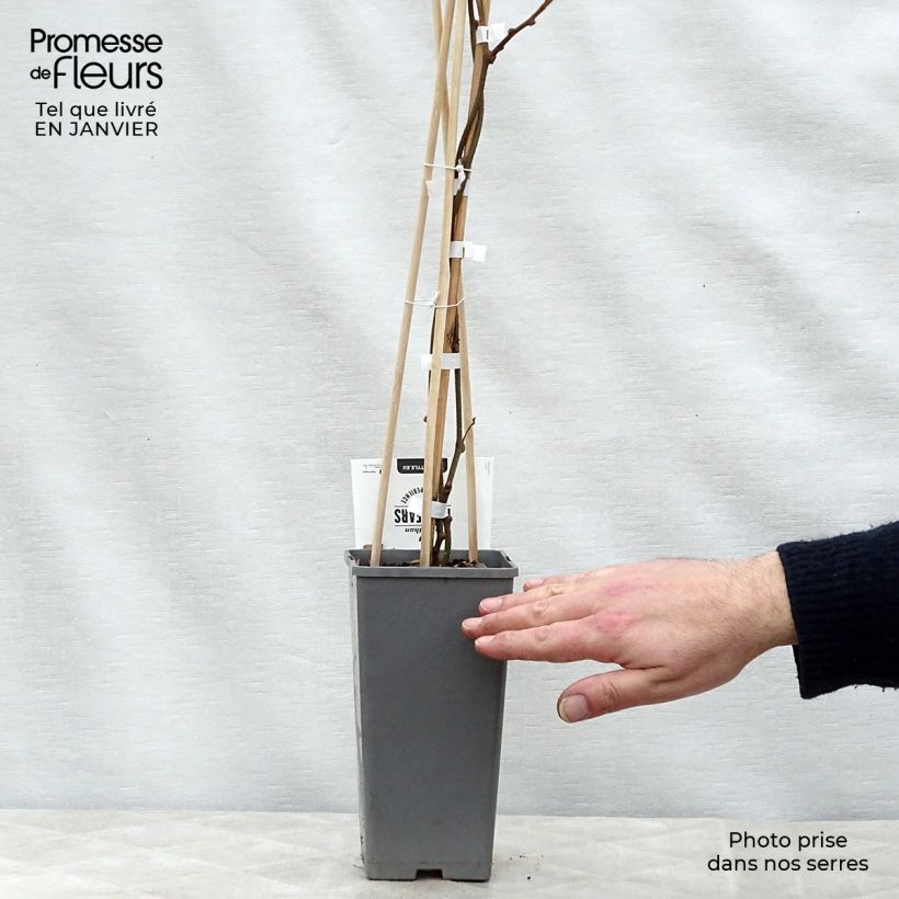 Kiwi Actinidia deliciosa Atlas Vaso da 1,5L/2L esemplare consegnato in inverno