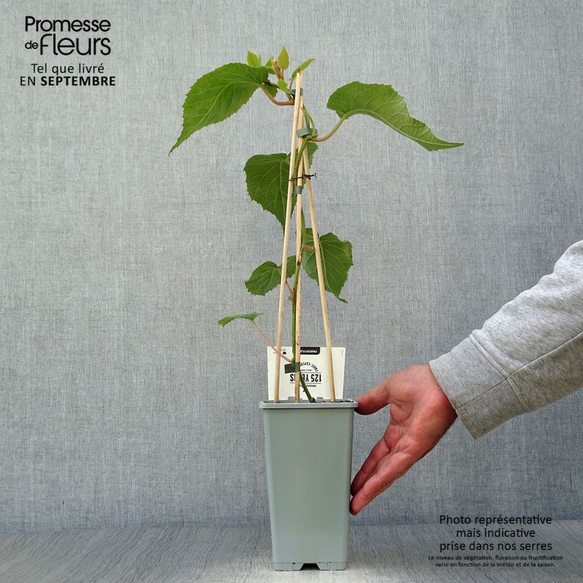 Esemplare di Kiwi Actinidia deliciosa Atlas Vaso da 1,5L/2L come consegnato in autunno