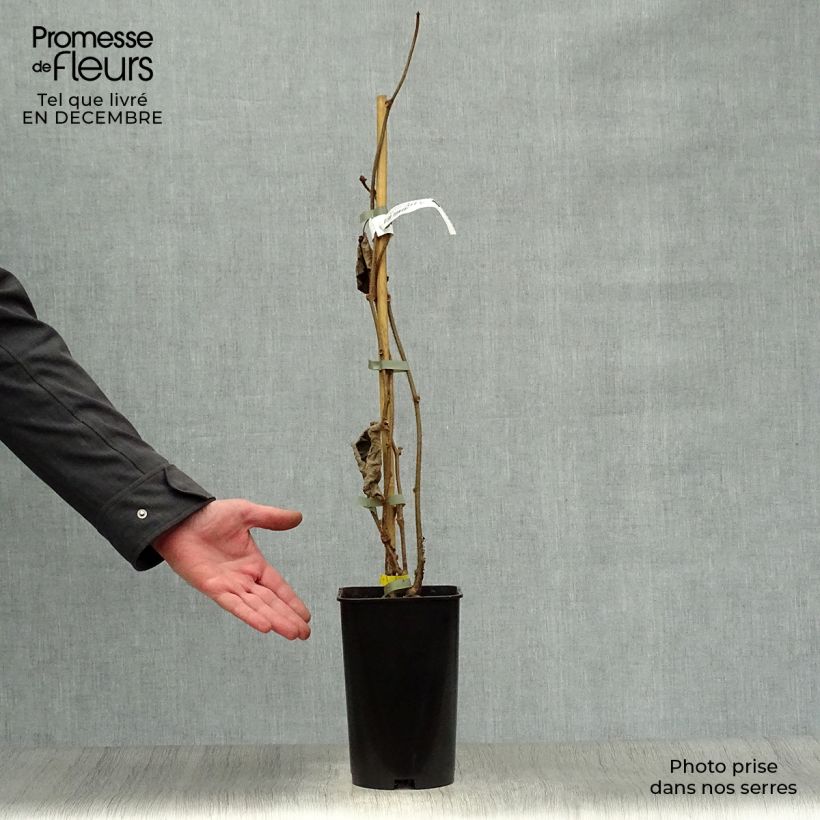 Kiwi Actinidia chinensis Golden Delight (Feminna) Vaso da 2L/3L esemplare consegnato in inverno