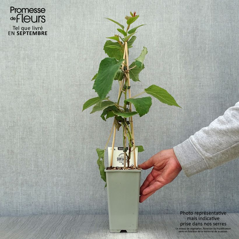 Esemplare di Kiwi Actinidia deliciosa Hayward (femmina) Vaso da 1,5L/2L come consegnato in autunno