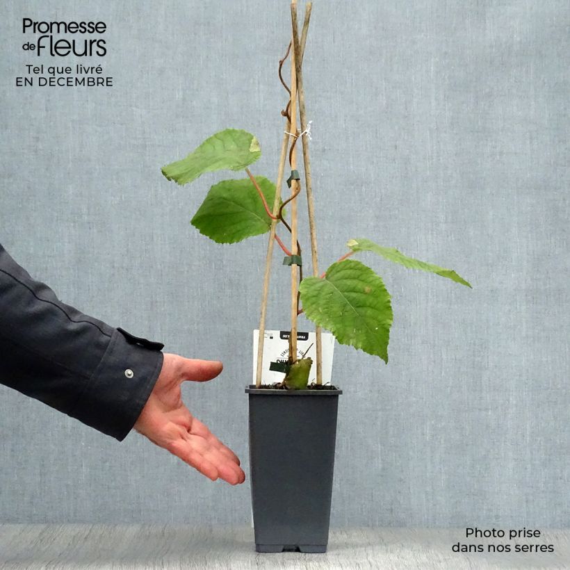Kiwi Actinidia deliciosa Hayward (femmina) Vaso da 1,5L/2L esemplare consegnato in inverno