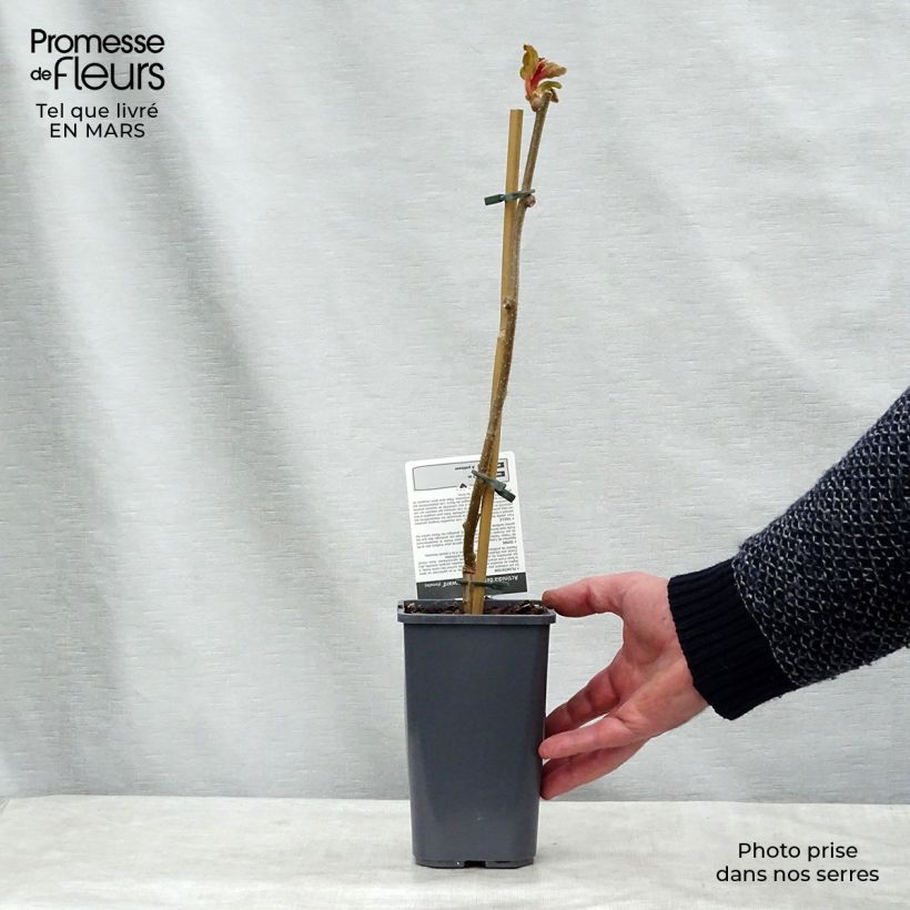 Kiwi Actinidia deliciosa Hayward Bio Vaso da 1,5L/2L esemplare consegnato in inverno