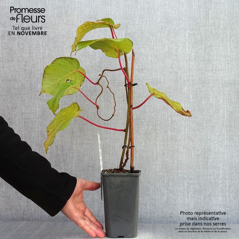 Esemplare di Kiwi Actinidia deliciosa Hayward Bio Vaso da 1,5L/2L come consegnato in autunno