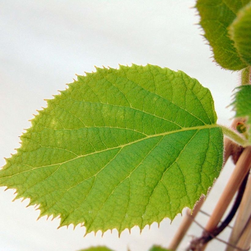 Kiwi Actinidia deliciosa Jenny Bio (Fogliame)