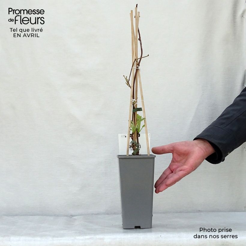 Kiwi Actinidia deliciosa Jenny (autofertile) Vaso da 1,5L/2L esemplare consegnato in primavera