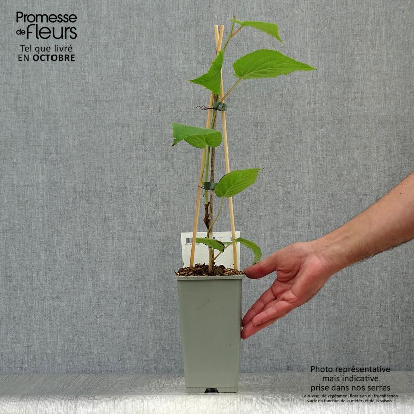 Esemplare di Kiwi Actinidia deliciosa Jenny (autofertile) Vaso da 1,5L/2L come consegnato in autunno