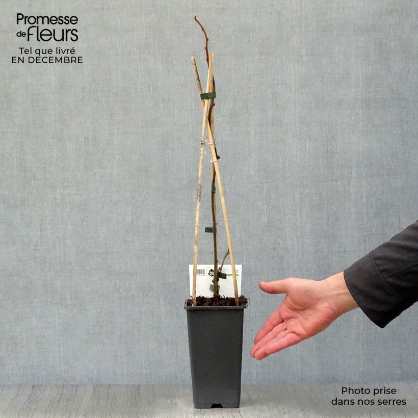 Kiwi Actinidia deliciosa Jenny (autofertile) Vaso da 1,5L/2L esemplare consegnato in inverno