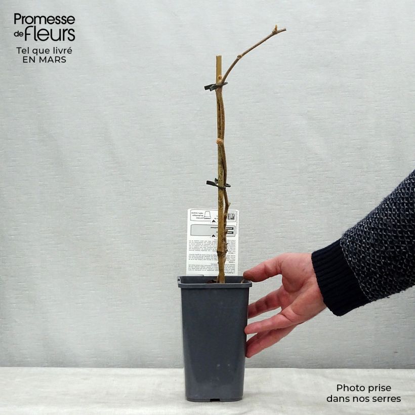 Kiwi Actinidia deliciosa Jenny Bio Vaso da 1,5L/2L esemplare consegnato in inverno