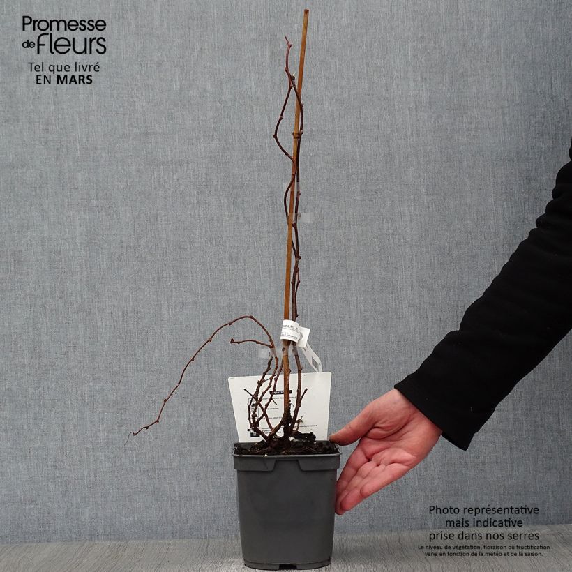 Mini kiwi Actinidia arguta Red Jumbo Vaso da 1,5L/2L esemplare consegnato in inverno