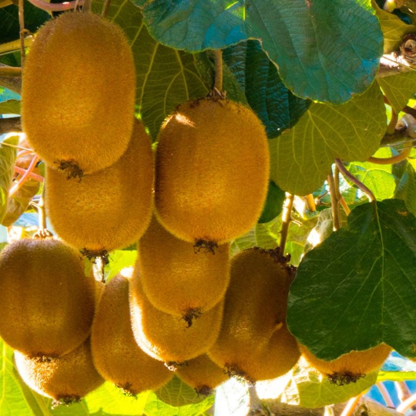 Kiwi Actinidia deliciosa Montcap (Raccolta)