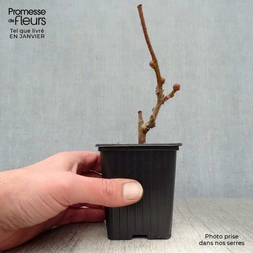 Kiwi Actinidia chinensis Solissimo Vasetto da 8/9 cm esemplare consegnato in inverno