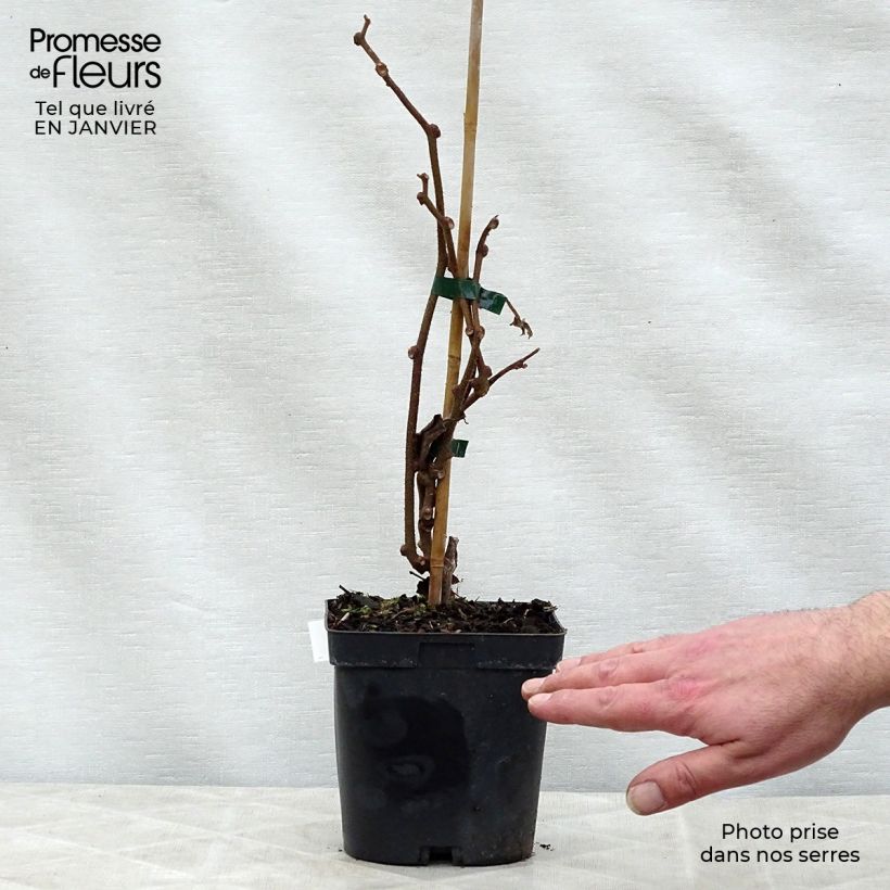Kiwi Actinidia chinensis Solissimo Vaso da 1L/1,5L esemplare consegnato in inverno