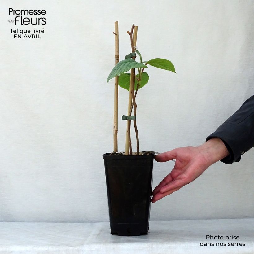 Kiwi Actinidia chinensis Solissimo Vaso da 1L/1,5L esemplare consegnato in primavera