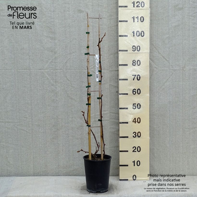 Kiwi Actinidia chinensis Solissimo Vaso da 4L/5L esemplare consegnato in inverno