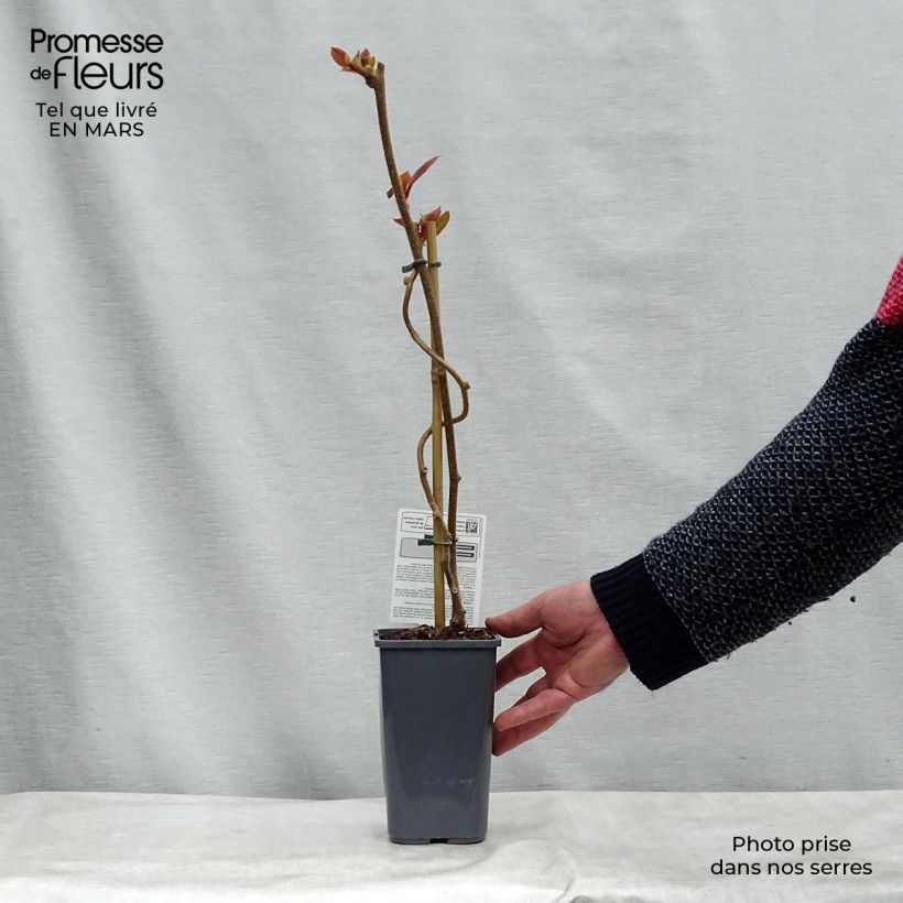 Kiwi Actinidia deliciosa Tomuri maschio Bio Vaso da 1,5L/2L esemplare consegnato in inverno