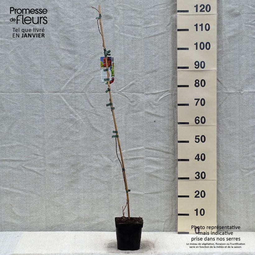 Mini kiwi Actinidia arguta Ananasnaya (Feminna) Vaso da 1,5L/2L esemplare consegnato in inverno