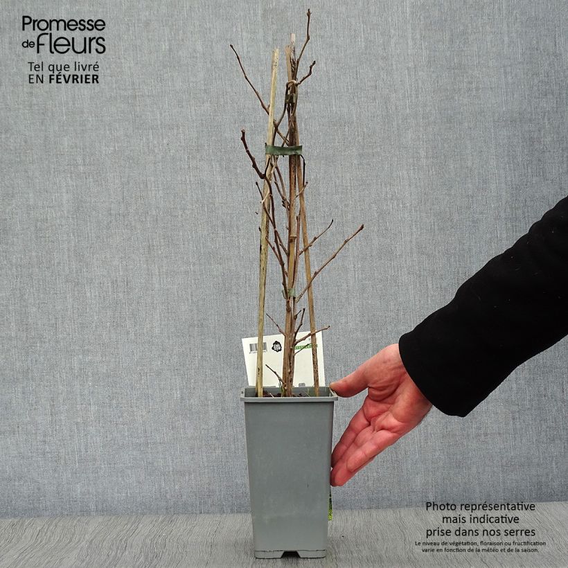 Mini kiwi Actinidia arguta Bayern (Feminna) Vaso da 2L/3L esemplare consegnato in inverno