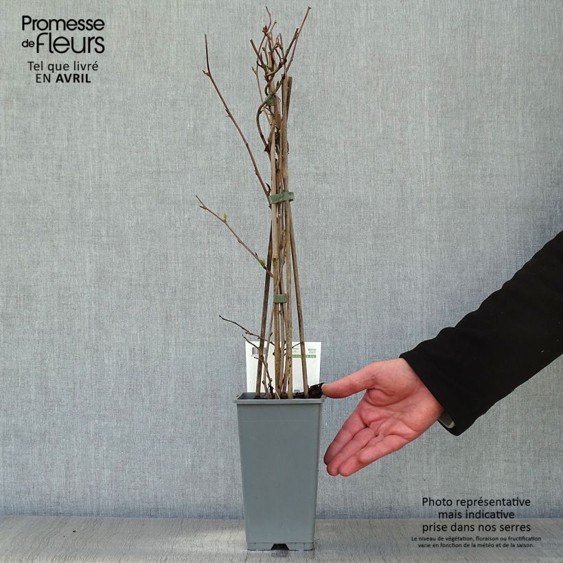 Mini kiwi Actinidia arguta Bayern (Feminna) Vaso da 2L/3L esemplare consegnato in primavera