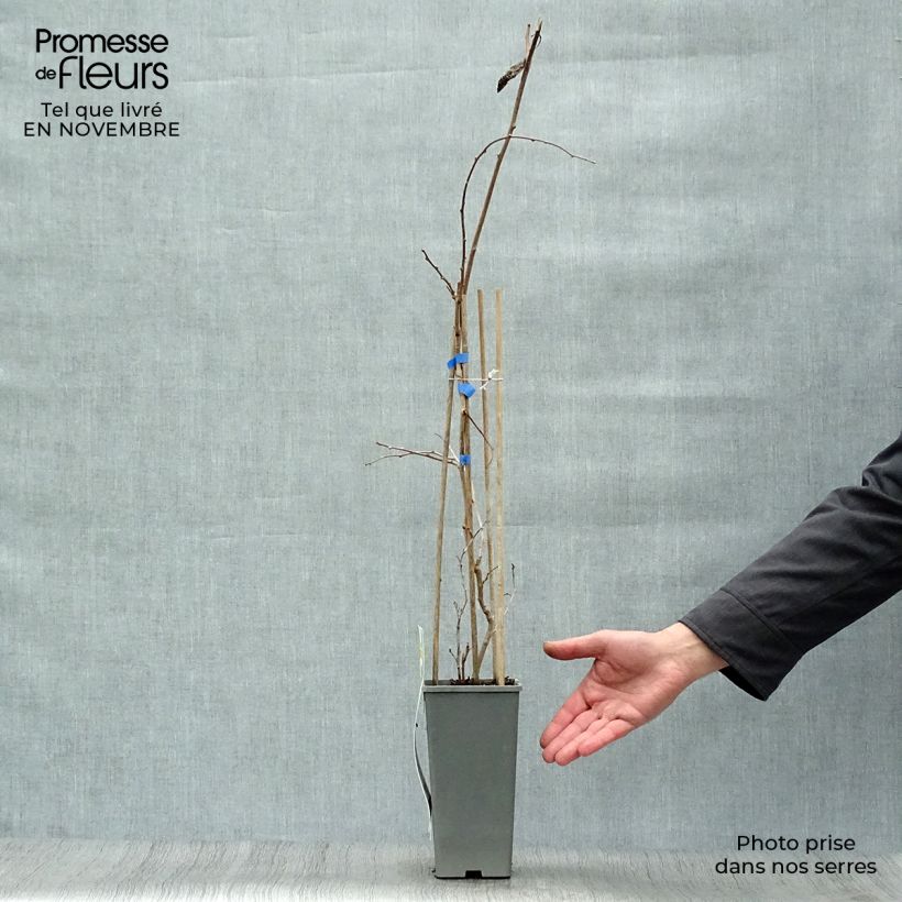 Esemplare di Mini kiwi Actinidia arguta Geneva (femmina) Vaso da 1,5L/2L come consegnato in autunno