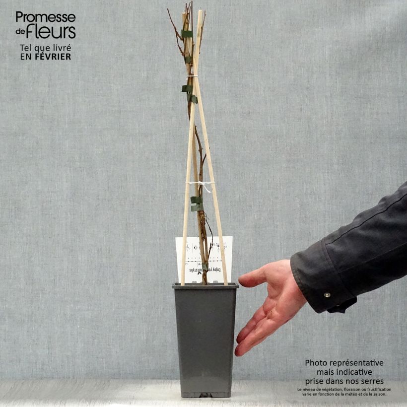 Mini kiwi Actinidia arguta Issai Vaso da 1,5L/2L esemplare consegnato in inverno