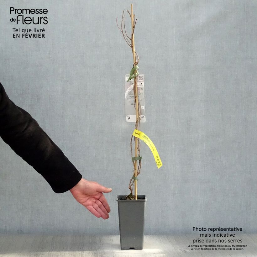 Mini kiwi Actinidia arguta Ken's Red Vaso da 1,5L/2L esemplare consegnato in inverno