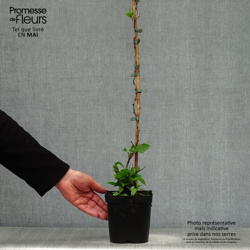 Mini kiwi Actinidia arguta Ken's Red Vaso da 1,5L/2L esemplare consegnato in primavera