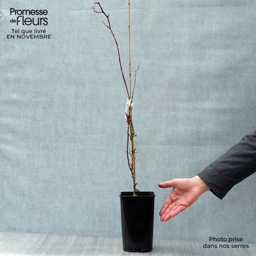 Esemplare di Mini kiwi Actinidia arguta Kokuwa Vaso da 2L/3L come consegnato in autunno