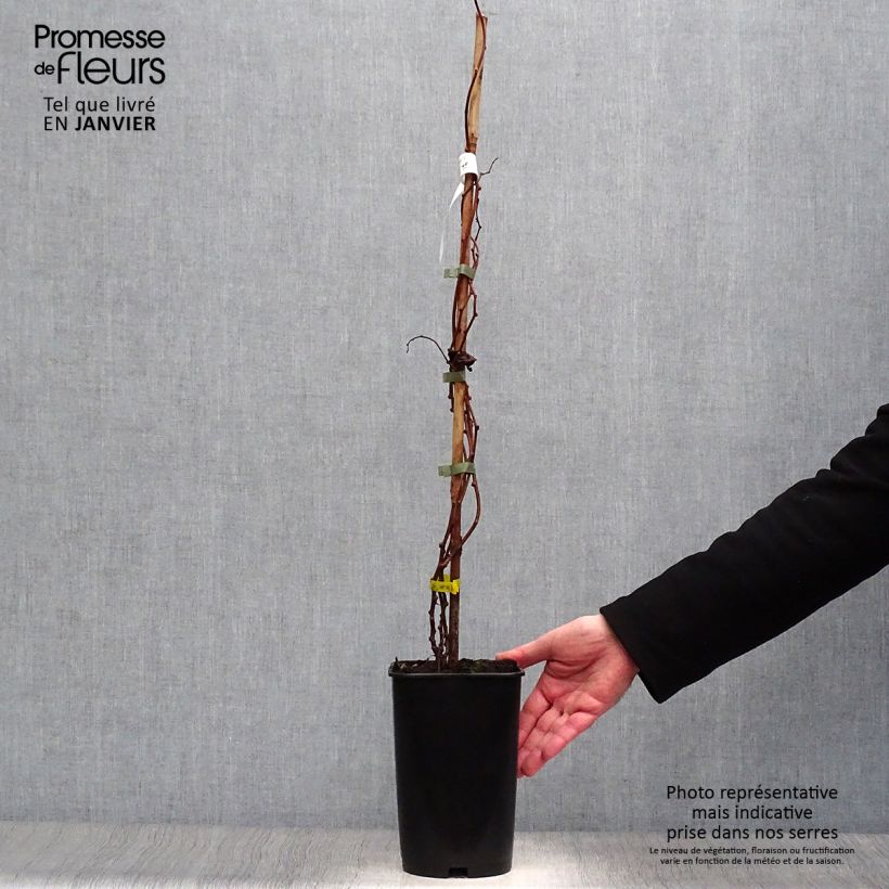 Mini kiwi Actinidia arguta Kokuwa Vaso da 2L/3L esemplare consegnato in inverno